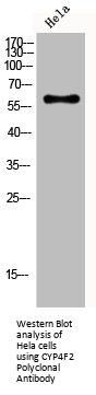 CYP4F2 Antibody
