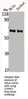CYP4F2 Antibody