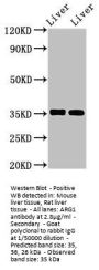 ARG1 Antibody