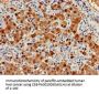 ARG1 Antibody