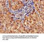 ARG1 Antibody