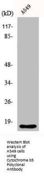 Cytochrome b5 Polyclonal Antibody