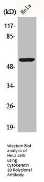 KRT10 Antibody