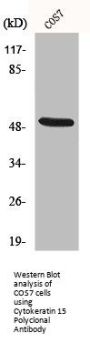 KRT15 Antibody