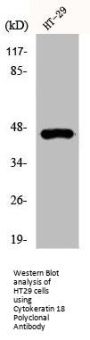 KRT18 Antibody