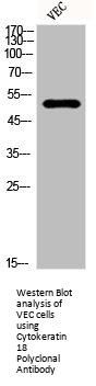 KRT18 Antibody