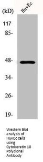 KRT18 Antibody