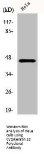 KRT18 Antibody