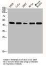 KRT18 Antibody