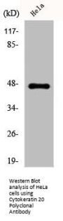 KRT20 Antibody