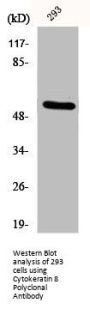 KRT8 Antibody