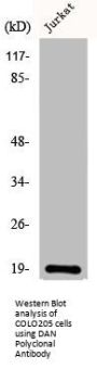 NBL1 Antibody