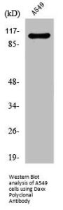 DAXX Antibody