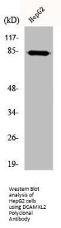 DCLK2 Antibody