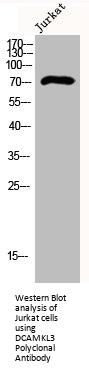DCLK3 Antibody