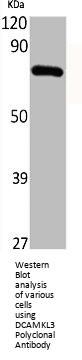 DCLK3 Antibody