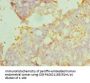 MANF Antibody