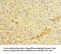 MANF Antibody