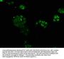 ARNTL Antibody
