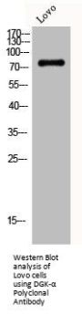 DGKA Antibody