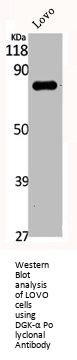 DGKA Antibody