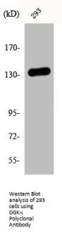 DGKI Antibody