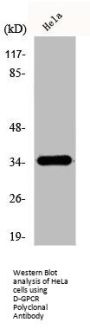 OR51E1 Antibody