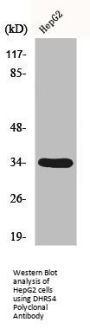 DHRS4 Polyclonal Antibody