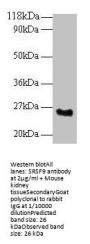 SRSF9 Antibody