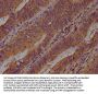 ART1 Antibody
