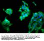ASAH2 Antibody