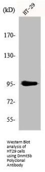 DNMT3B Antibody
