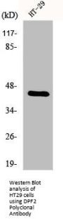 DPF2 Antibody