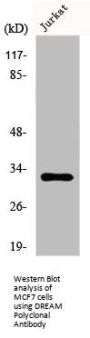 KCNIP3 Antibody