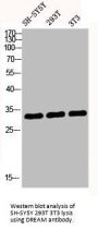 KCNIP3 Antibody