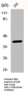 ECI2 Antibody