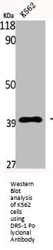 ECI2 Antibody