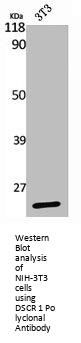 RCAN1 Antibody