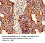 ASNS Antibody