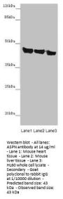ASPN Antibody
