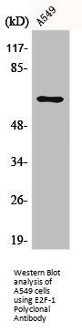 E2F1 Antibody