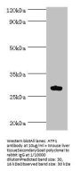 ATF1 Antibody