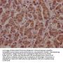 ATF4 Antibody