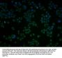 ATF4 Antibody