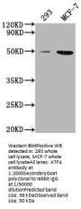 ATF4 Antibody