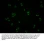 ATF6 Antibody