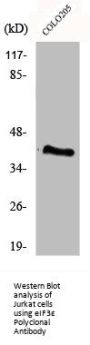 EIF3F Antibody