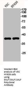 KLF1/KLF5/KLF7 Antibody