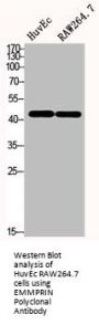 BSG Antibody