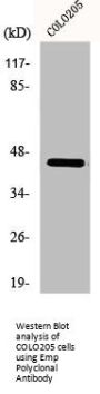 MAEA Antibody